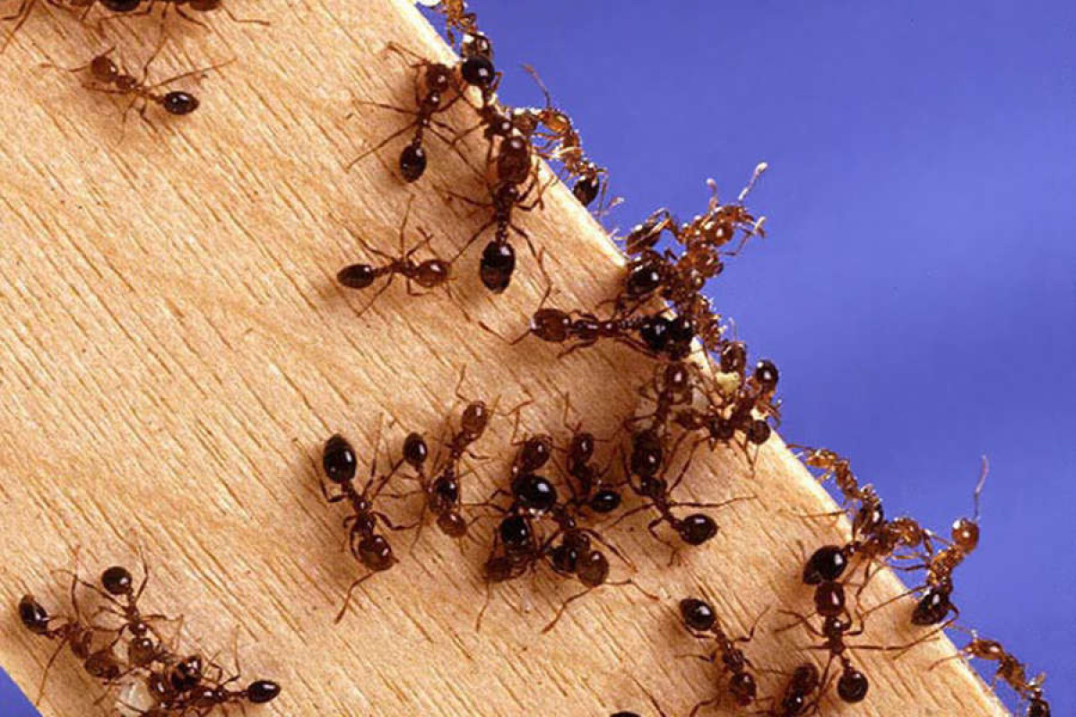 Энтомологи посчитали всех живущих на Земле муравьев