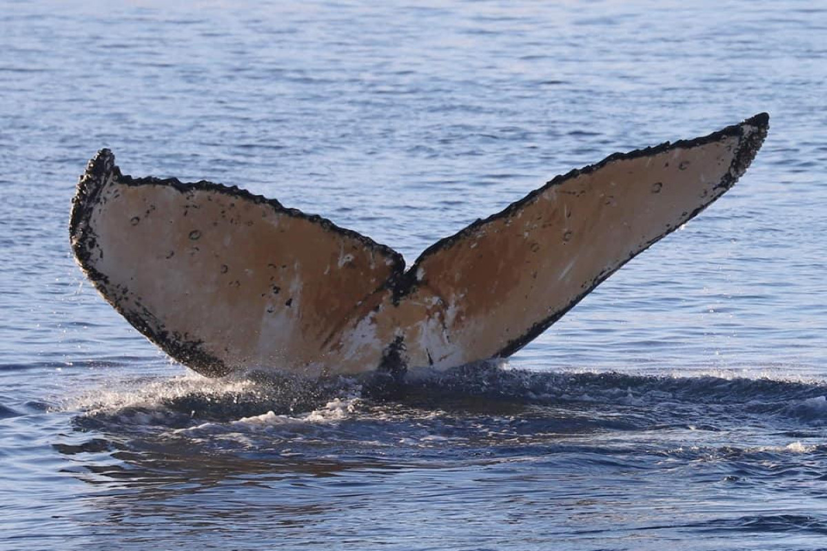 Массовая гибель китов: возле австралийского острова нашли более десятка кашалотов