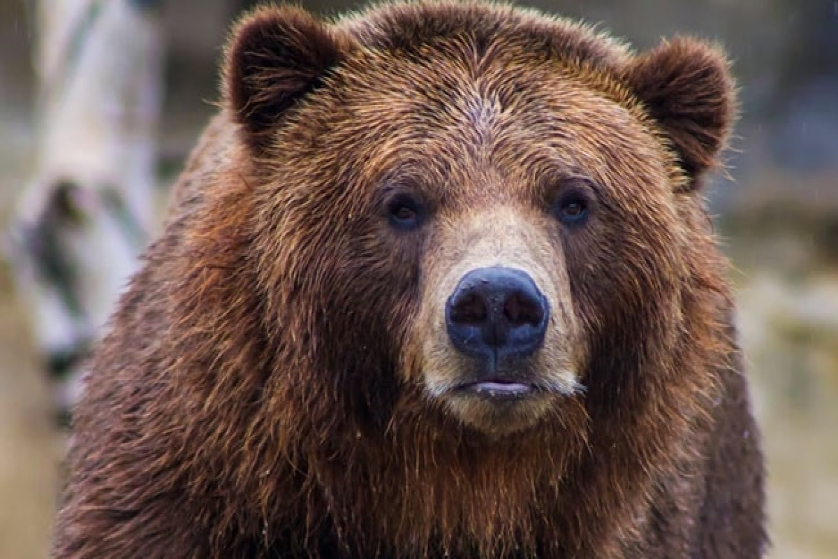 В США медведь зашел в магазин и украл конфеты-ВИДЕО 
