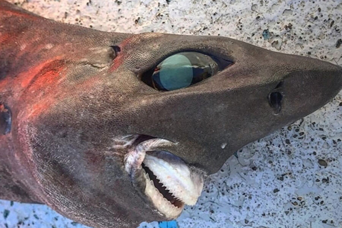 Таинственно улыбающуюся акулу выловили у берегов Австралии