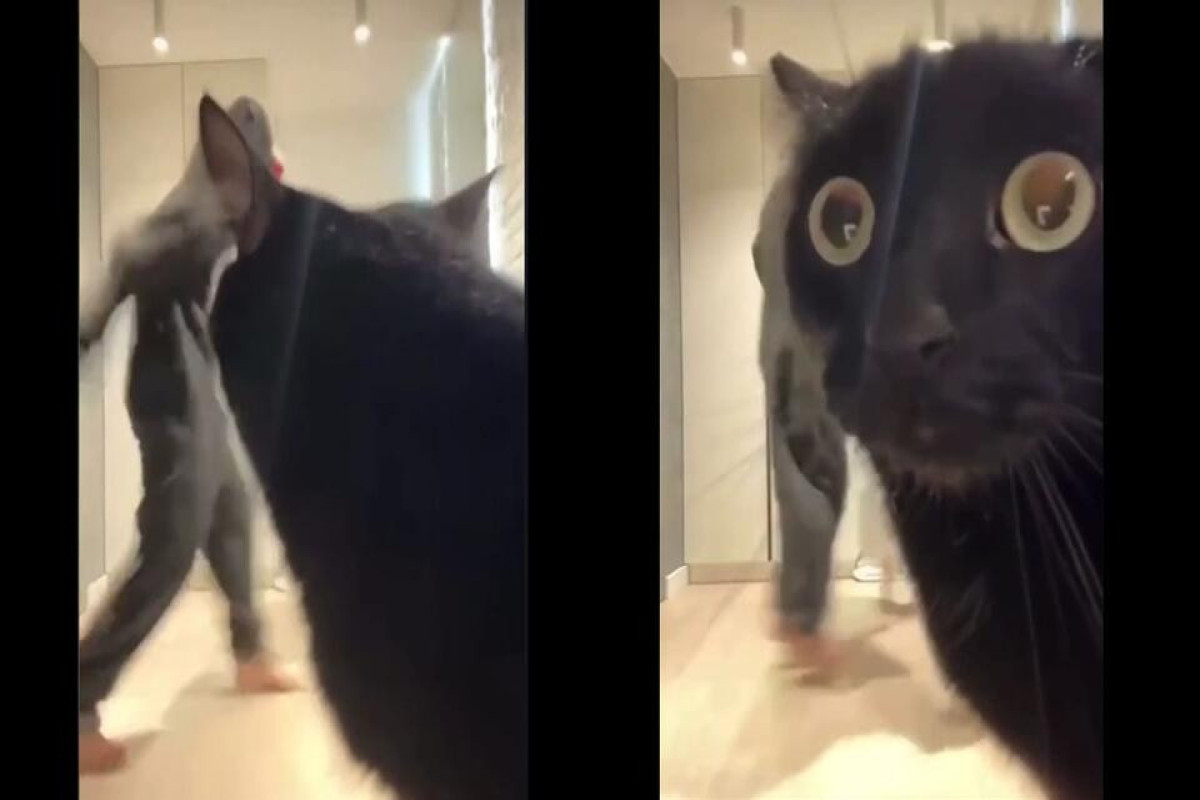 Реакция домашнего кота на безумное поведение хозяев-ВИДЕО 
