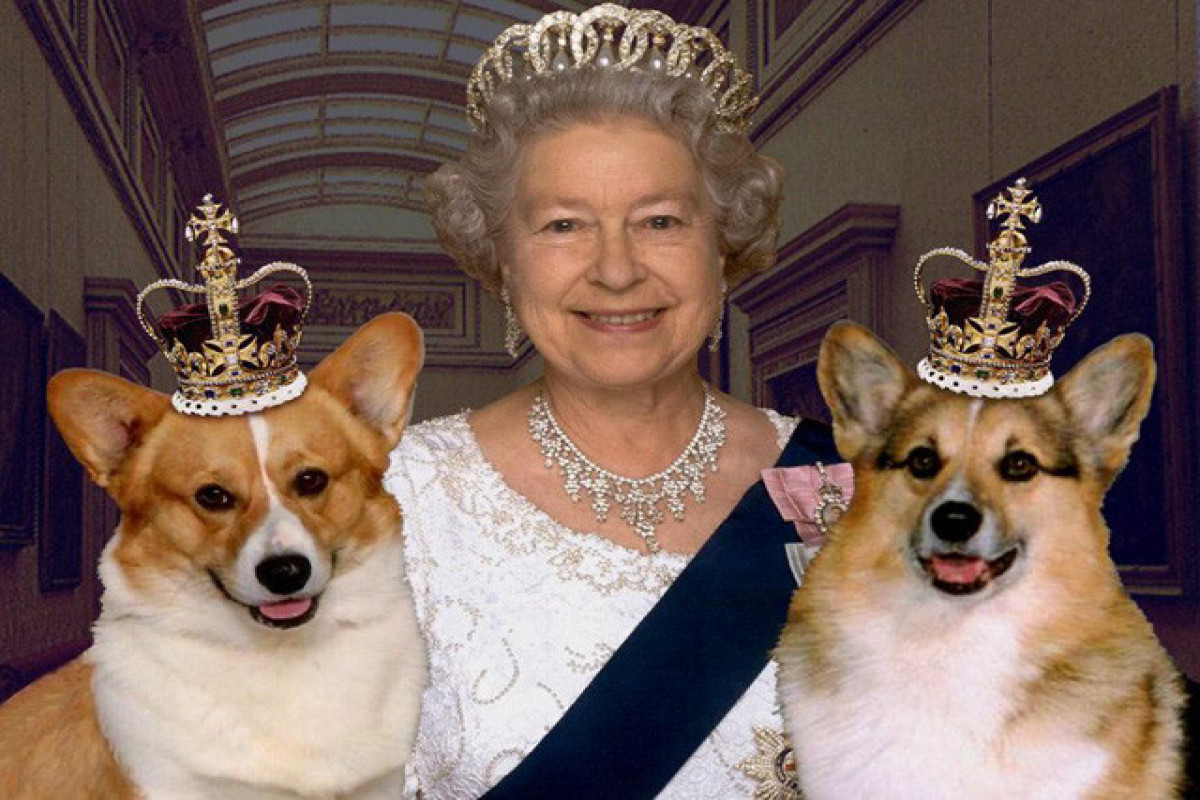 После смерти Елизаветы II цена на собак корги выросла втрое