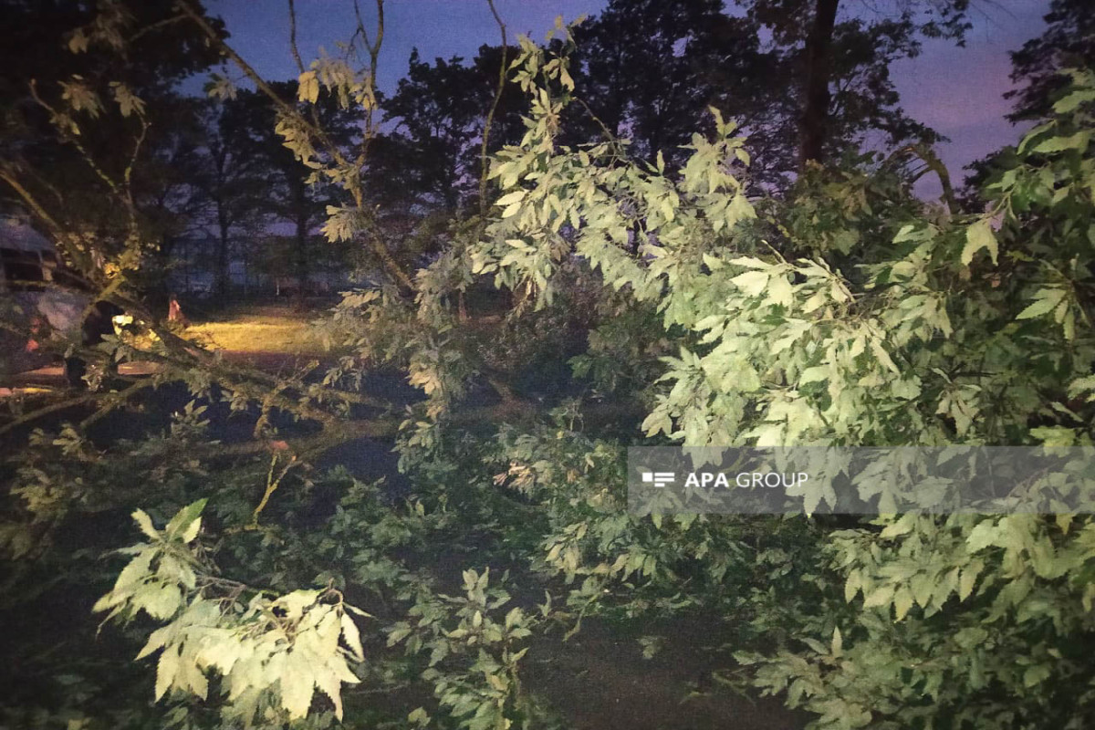 Ураган повалил деревья и заблокировал старое шоссе Алят-Астара-ОБНОВЛЕНО 