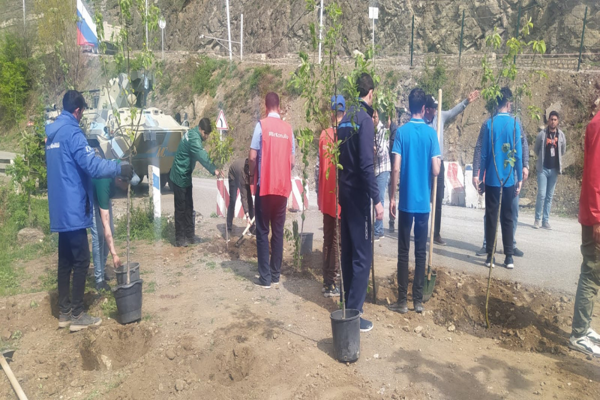 Экоактивисты на дороге Лачин-Ханкенди по окончании акции посадили деревья-ФОТО 