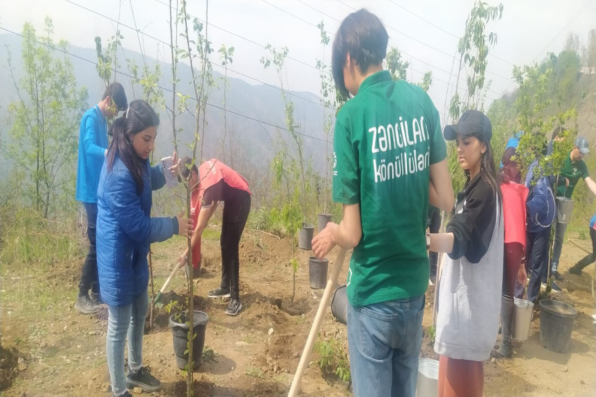 Экоактивисты на дороге Лачин-Ханкенди по окончании акции посадили деревья-ФОТО 