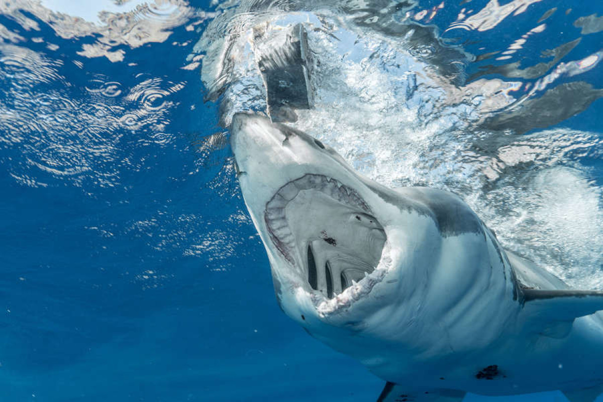 В США спасены дайверы - 12 часов в открытом океане среди акул 