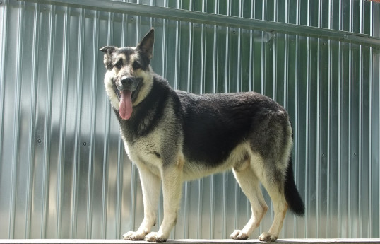 Полицейская собака помогла разоблачить серийного педофила
