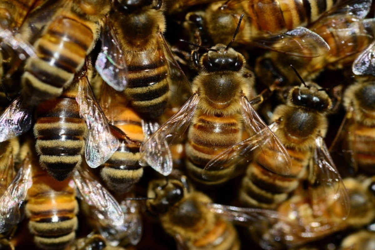 Пчеловоды помогли полиции поймать миллионы пчел, разлетевшихся из-за ДТП