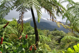 Норвегия выделит Индонезии $100 млн на спасение тропических лесов