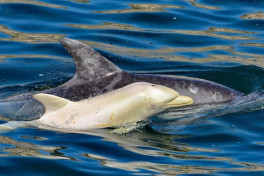 Половина китов и дельфинов в Великобритании отравлена химикатами - УЧЕНЫЕ 