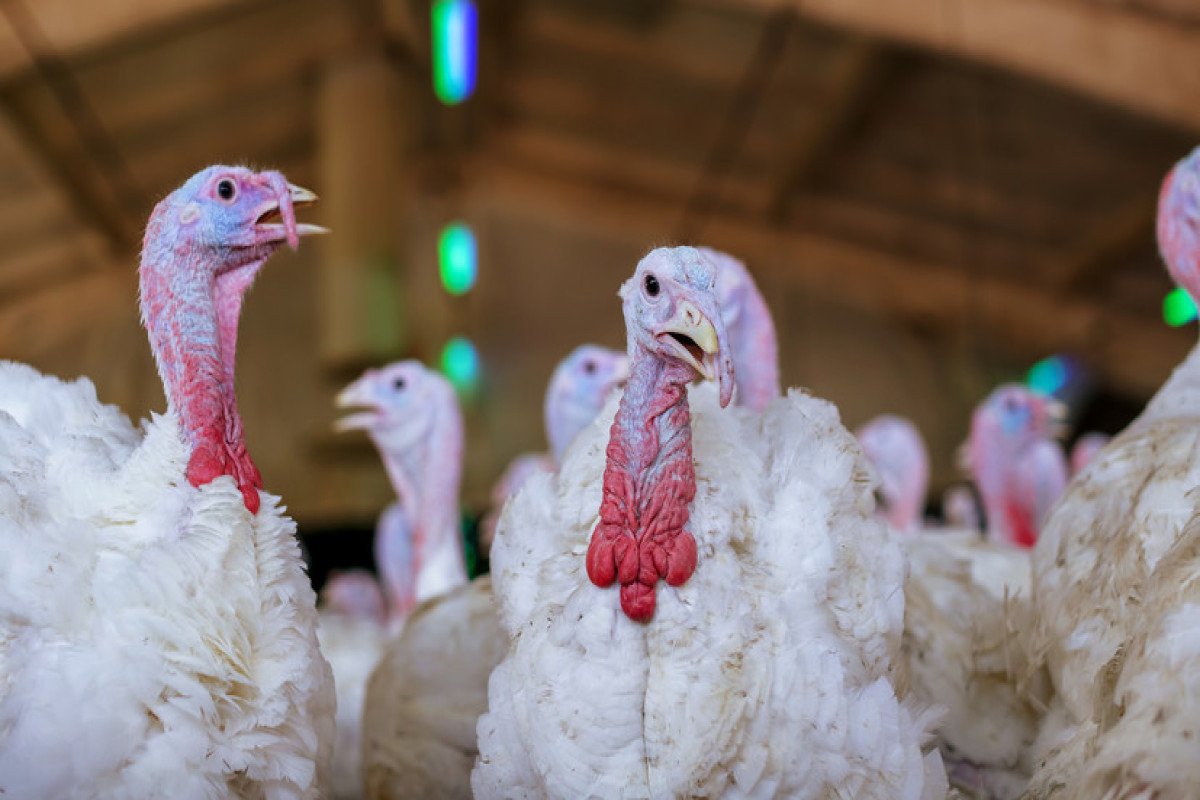 В Бельгии обнаружили вспышку высокопатогенного птичьего гриппа на ферме