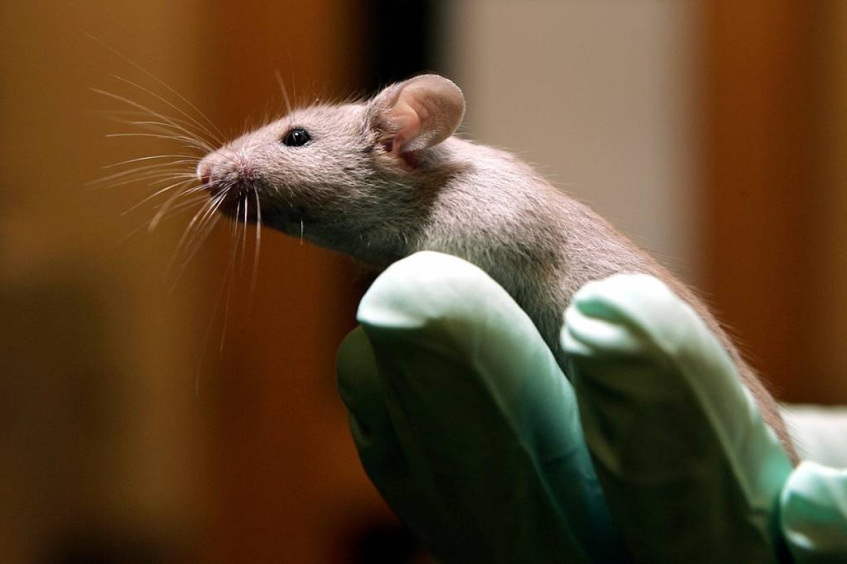 Ученые выяснили, что мыши могут узнавать себя в зеркале