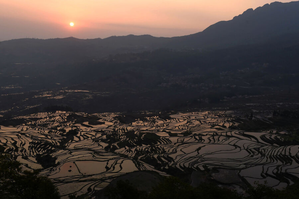 В Китае обнаружено тысячелетнее рисовое поле