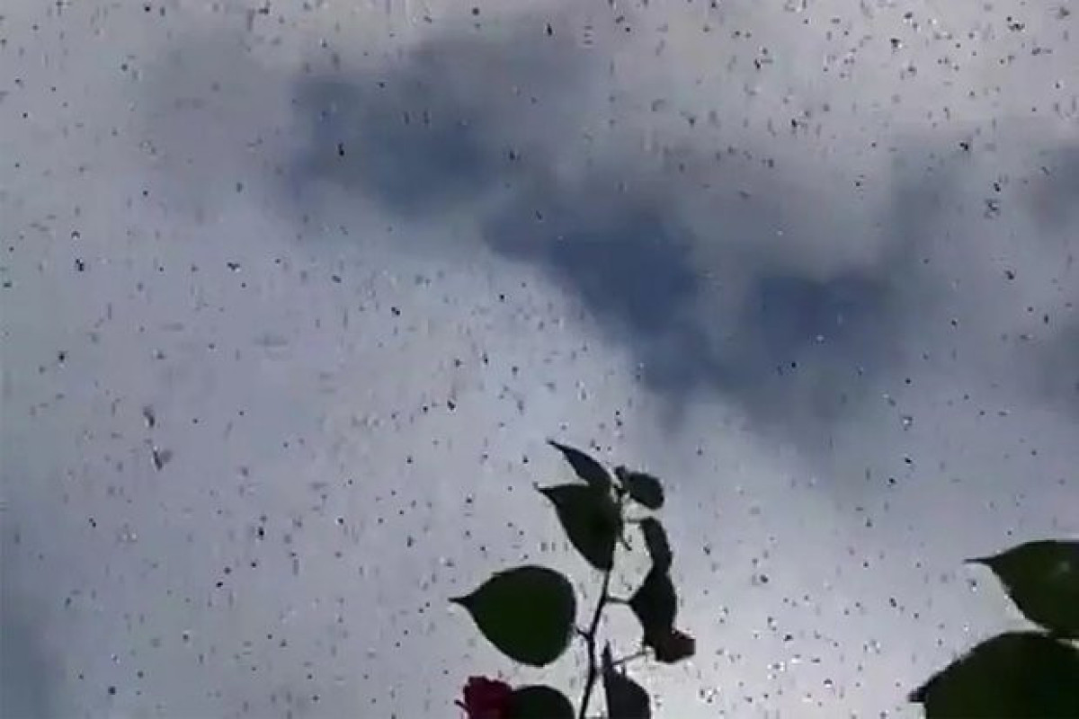 Жители мексиканского города приняли нашествие миллионов насекомых за начало апокалипсиса