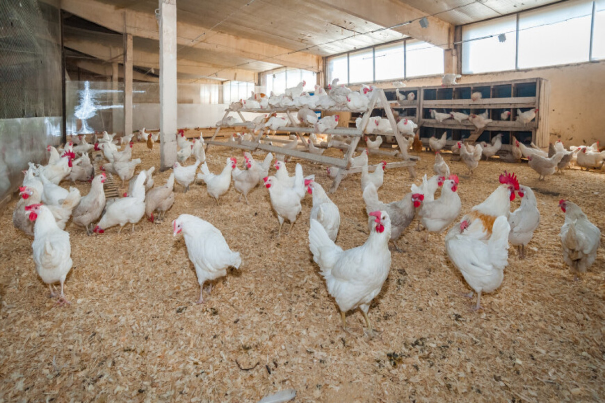 В Японии уничтожат более миллиона кур из-за птичьего гриппа