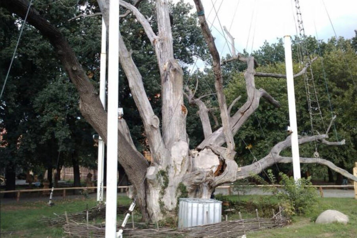 В Запорожье рухнул древний 700-летний дуб
