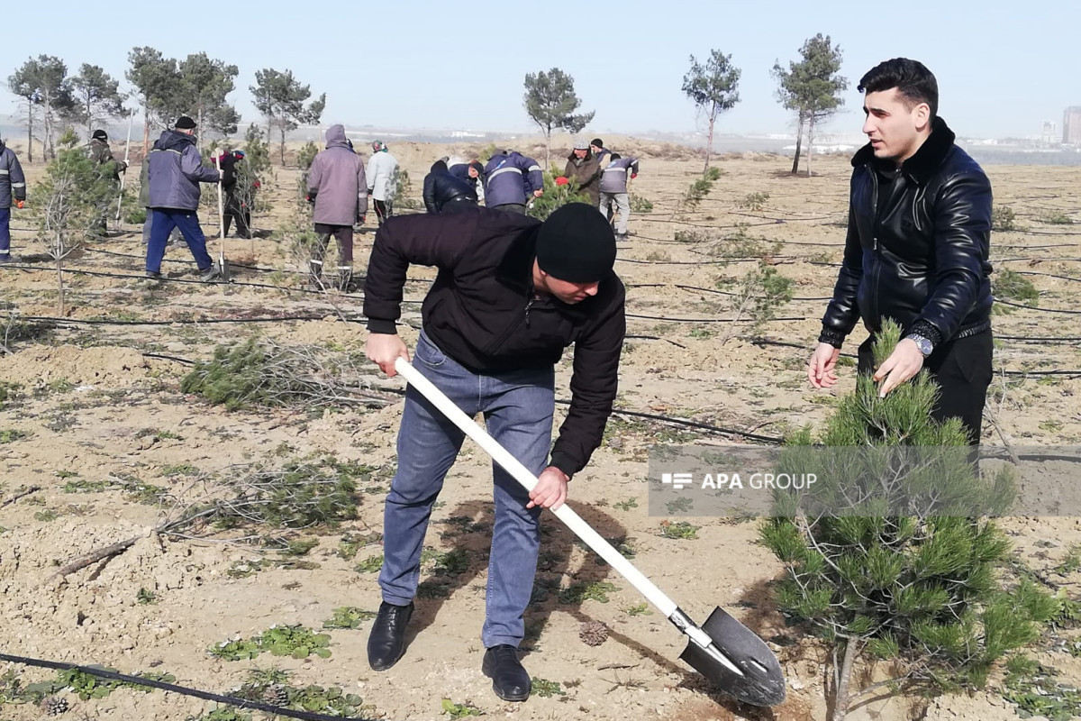 МЧС Азербайджана провело акцию по посадке деревьев, посвященную 100-летию Гейдара Алиева -ФОТО 