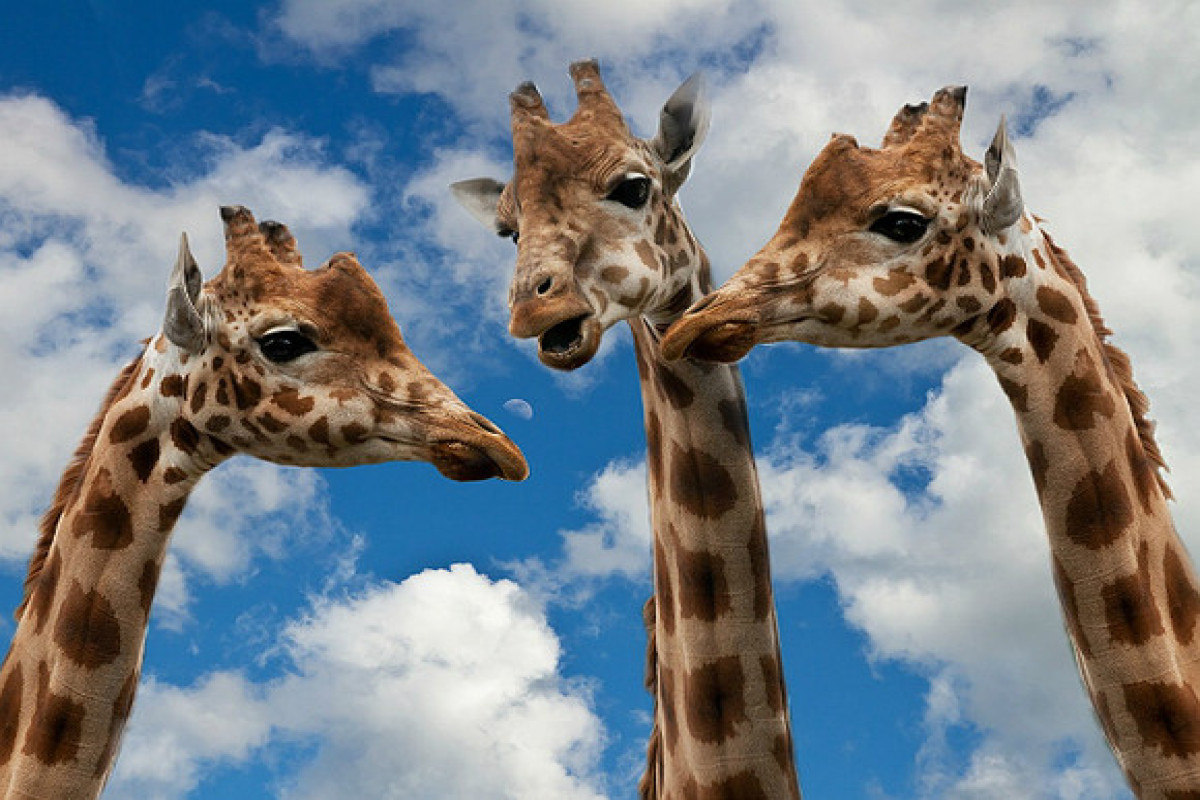 Жирафы оказались более уязвимыми перед молниями