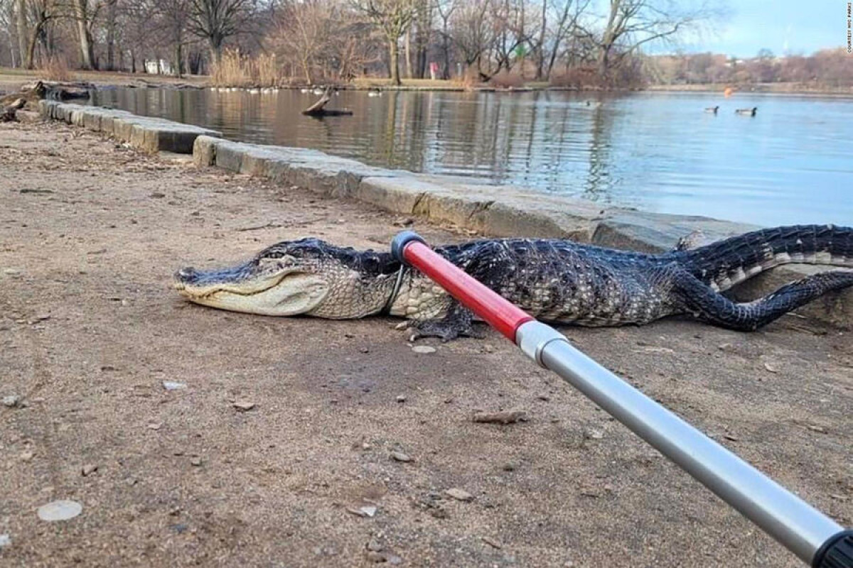 В Нью-Йоркском парке поймали замерзшего крокодила