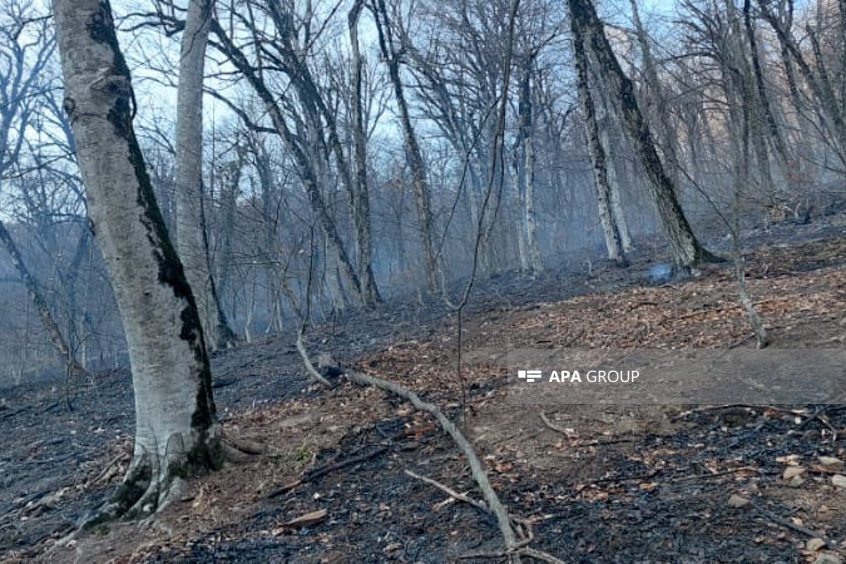 Пожар в национальном парке «Шахдаг» потушен-ОБНОВЛЕНО -ФОТО -ВИДЕО 