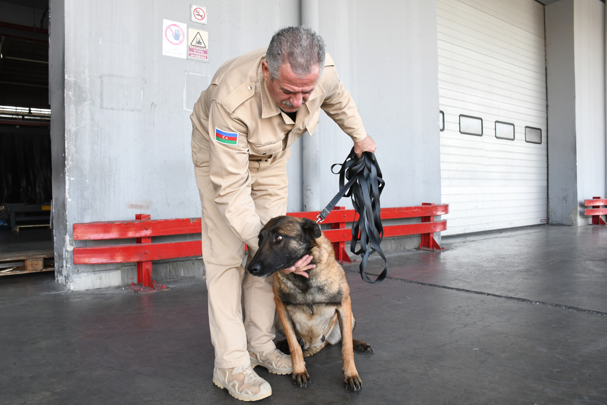 В Азербайджан доставлены еще 5 собак-миноискателей-ФОТО 