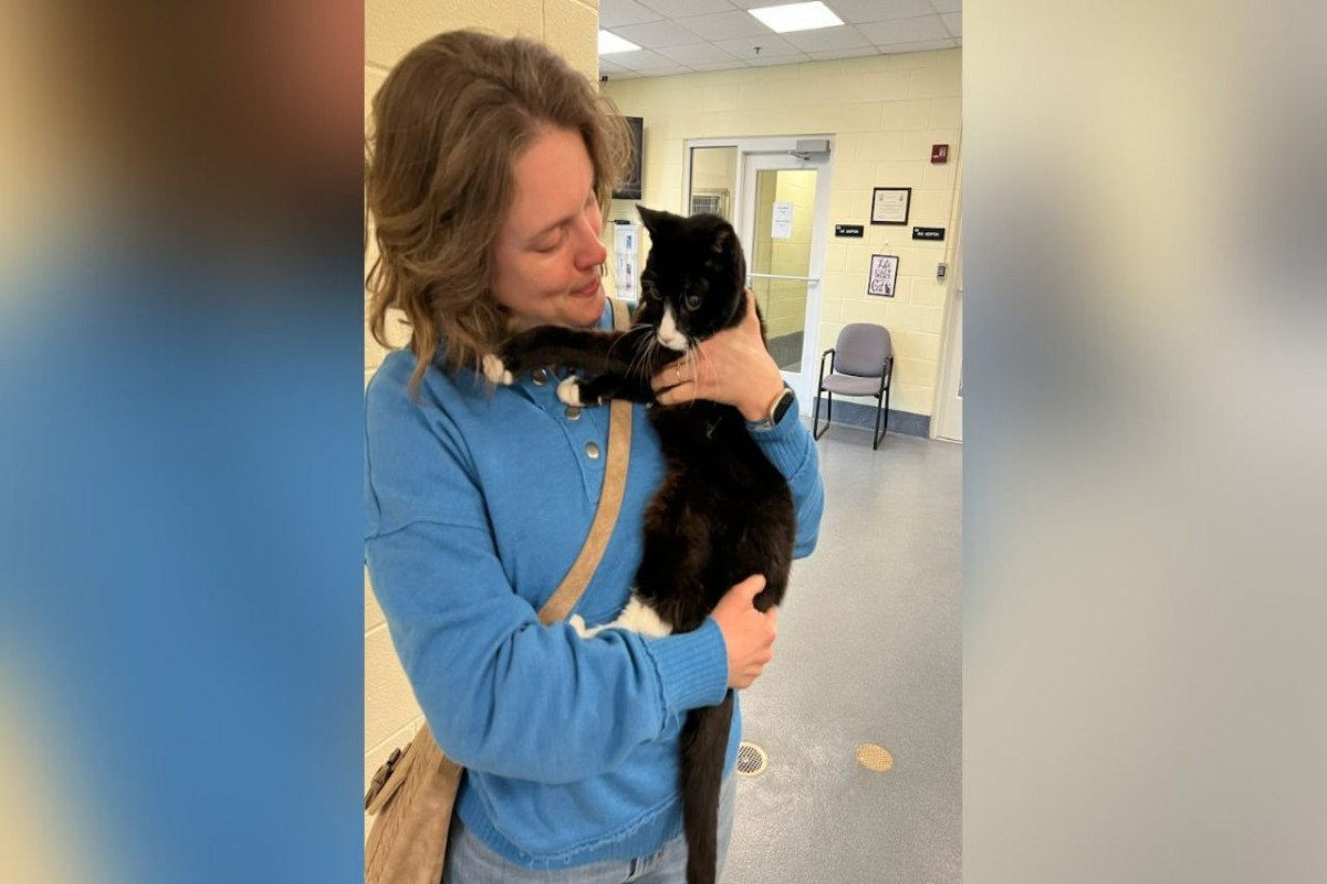 В США пропавшая без вести кошка воссоединилась с хозяйкой спустя девять лет