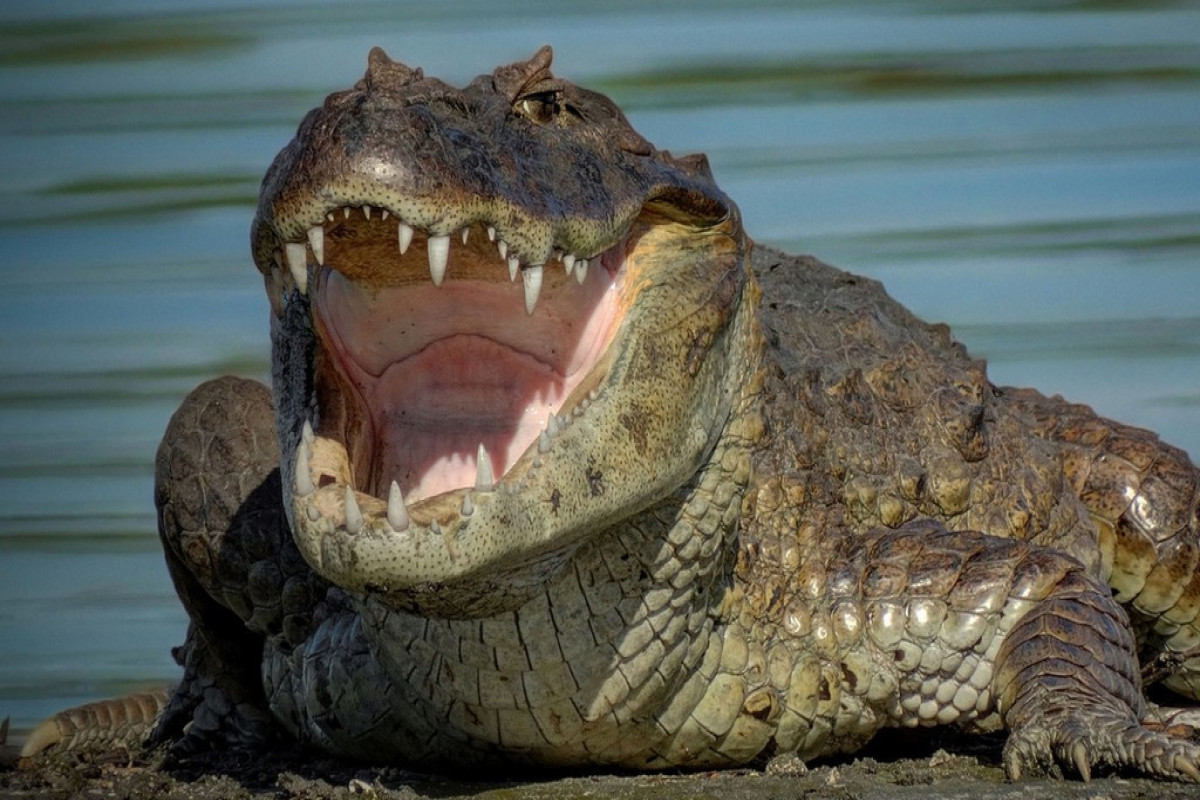 В Австралии крокодил покалечил мужчину и убил его собаку-ВИДЕО 