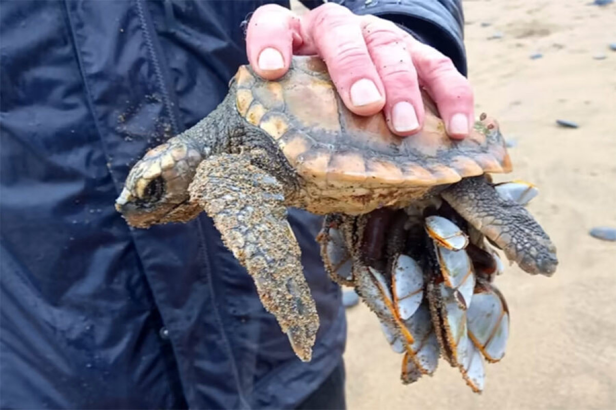 В Великобритании на берег выбросилось аномально много черепах