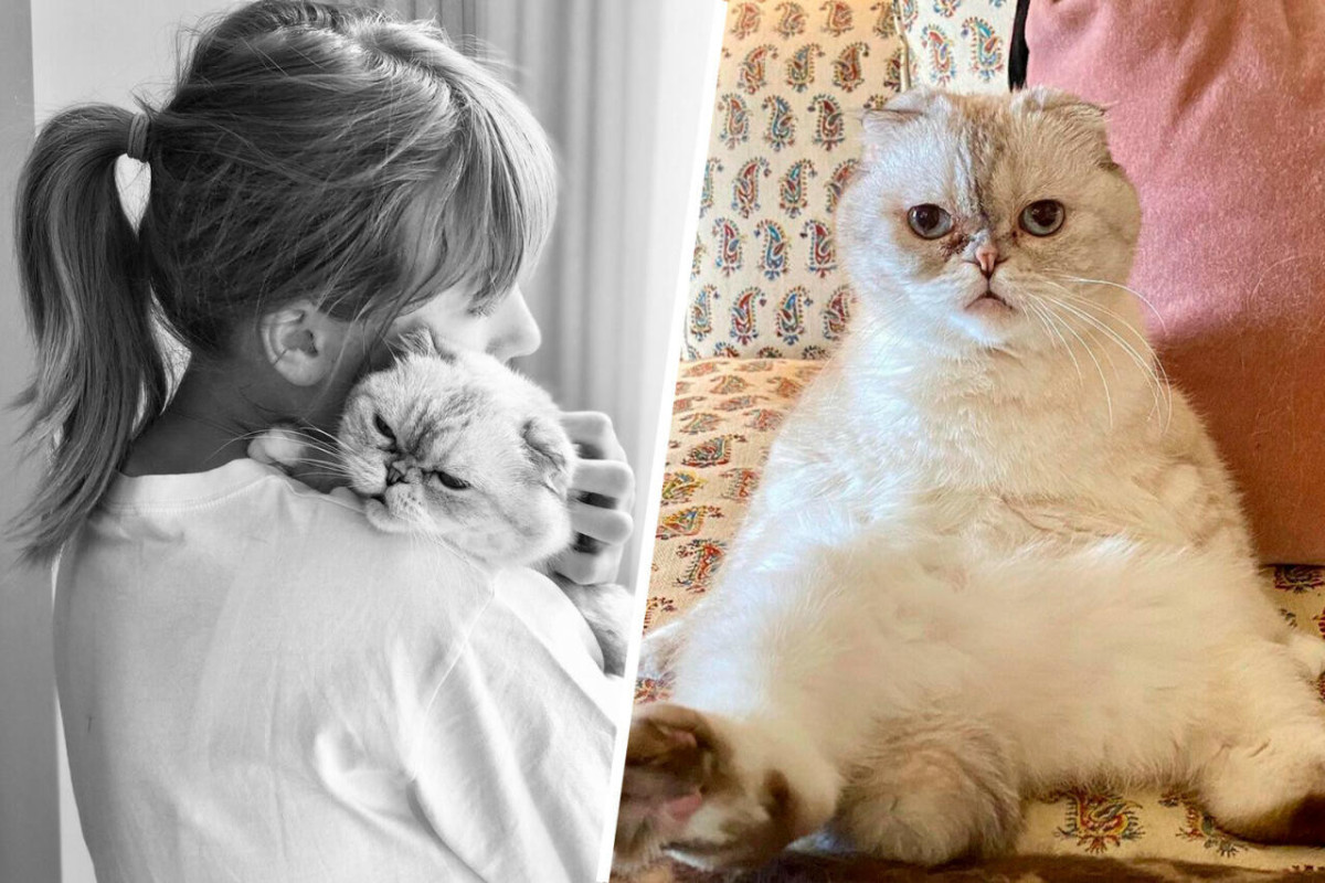 Кошка Тейлор Свифт стала одной из самых богатых в мире