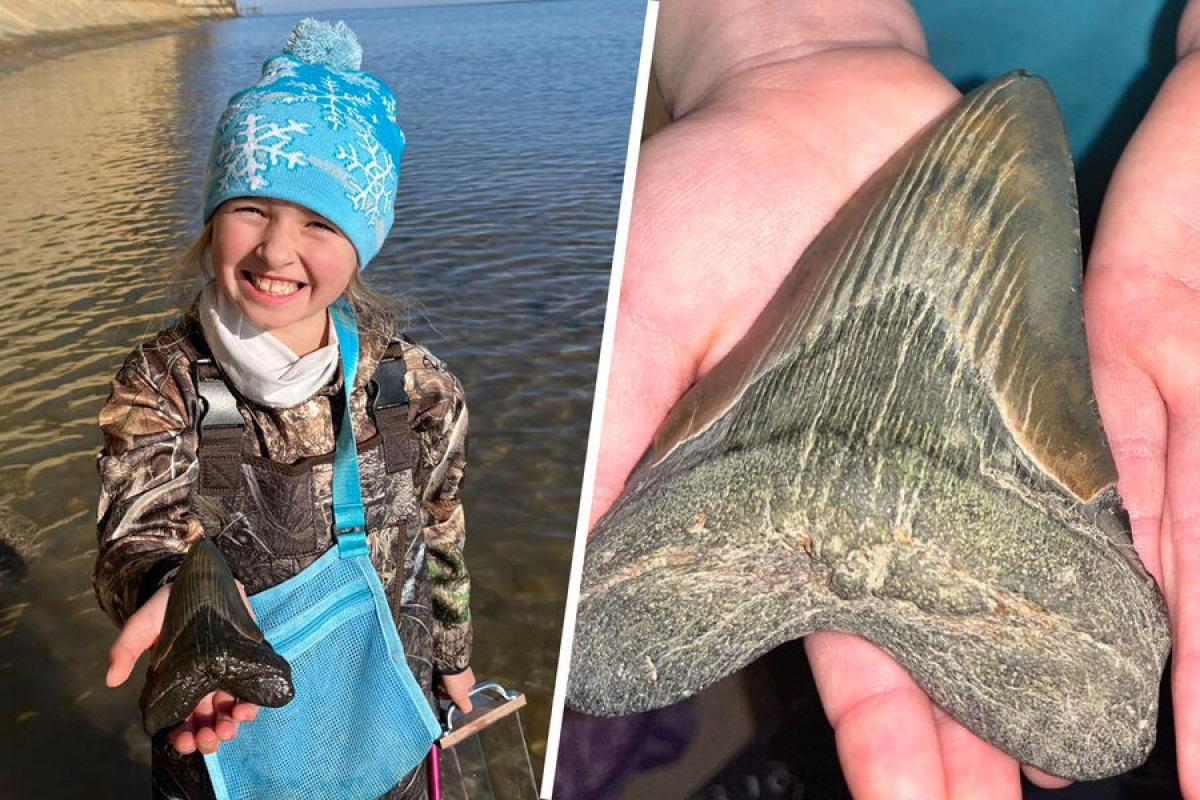 Девятилетняя школьница нашла на пляже зуб акулы возрастом 2,5 млн лет