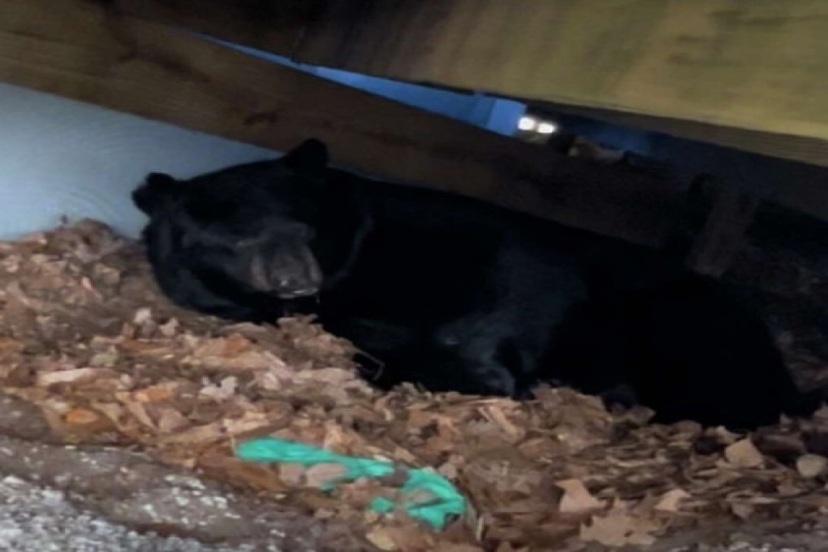Семья из США обнаружила в подполе своего дома спящего медведя-ФОТО -ВИДЕО 