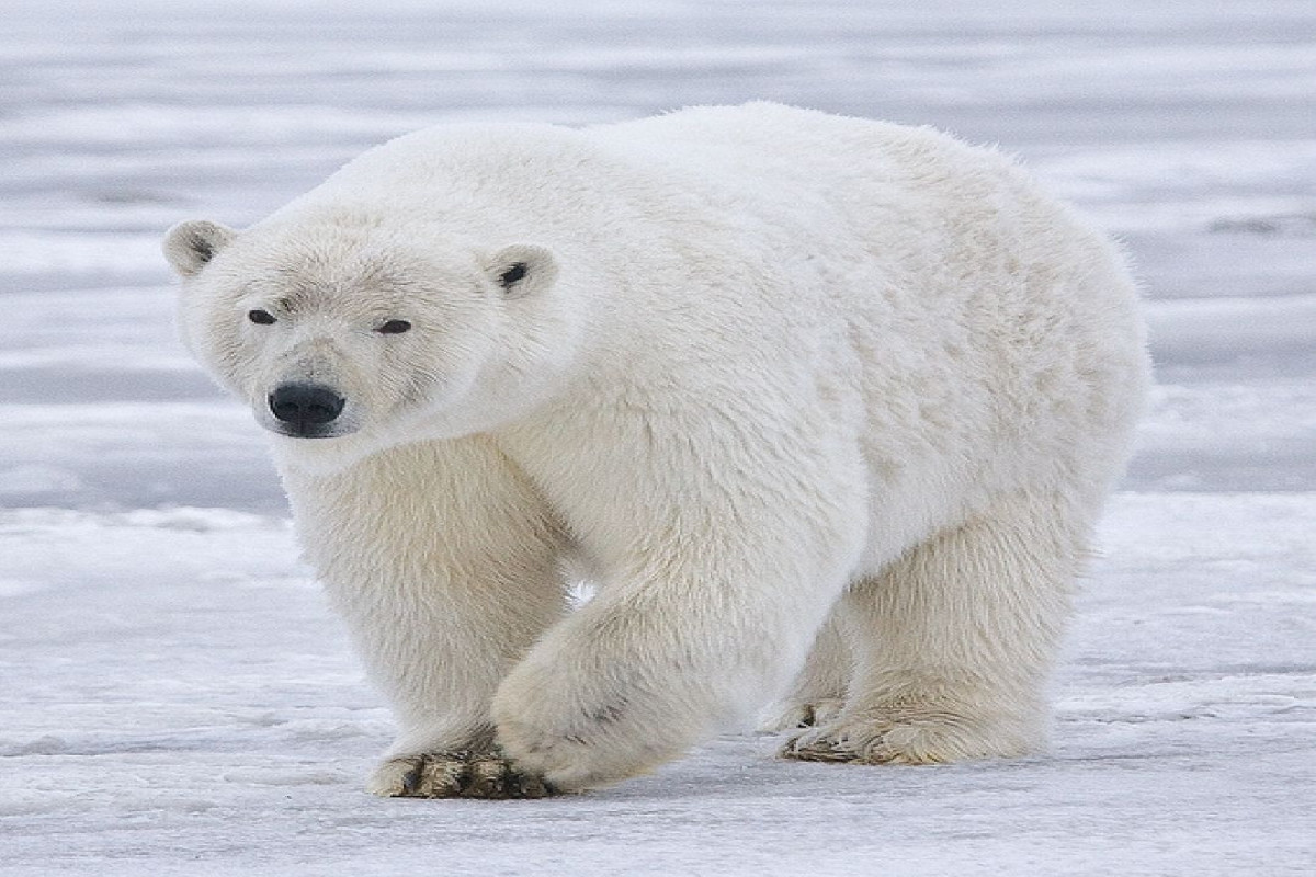 Белый медведь напал на жителей Аляски, есть жертвы