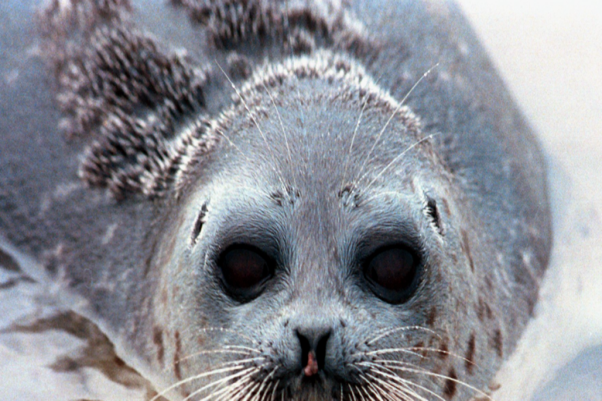 На берегу Каспия опять обнаружены мертвые тюлени -ВИДЕО 