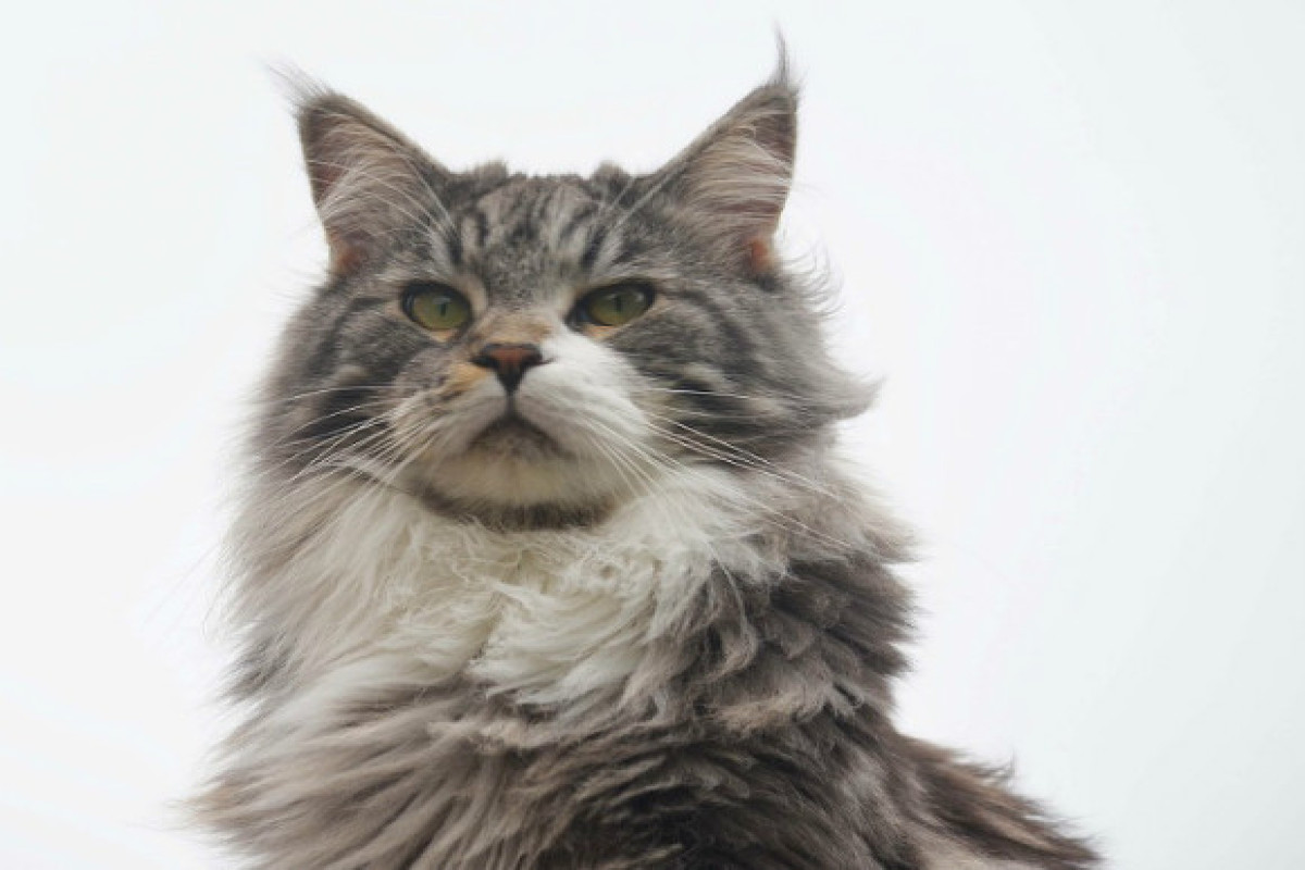 Эксперты перечислили самые умные породы кошек