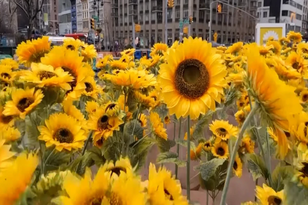 В Нью-Йорке высадили сотни подсолнухов в поддержку Украины-ФОТО -ВИДЕО 