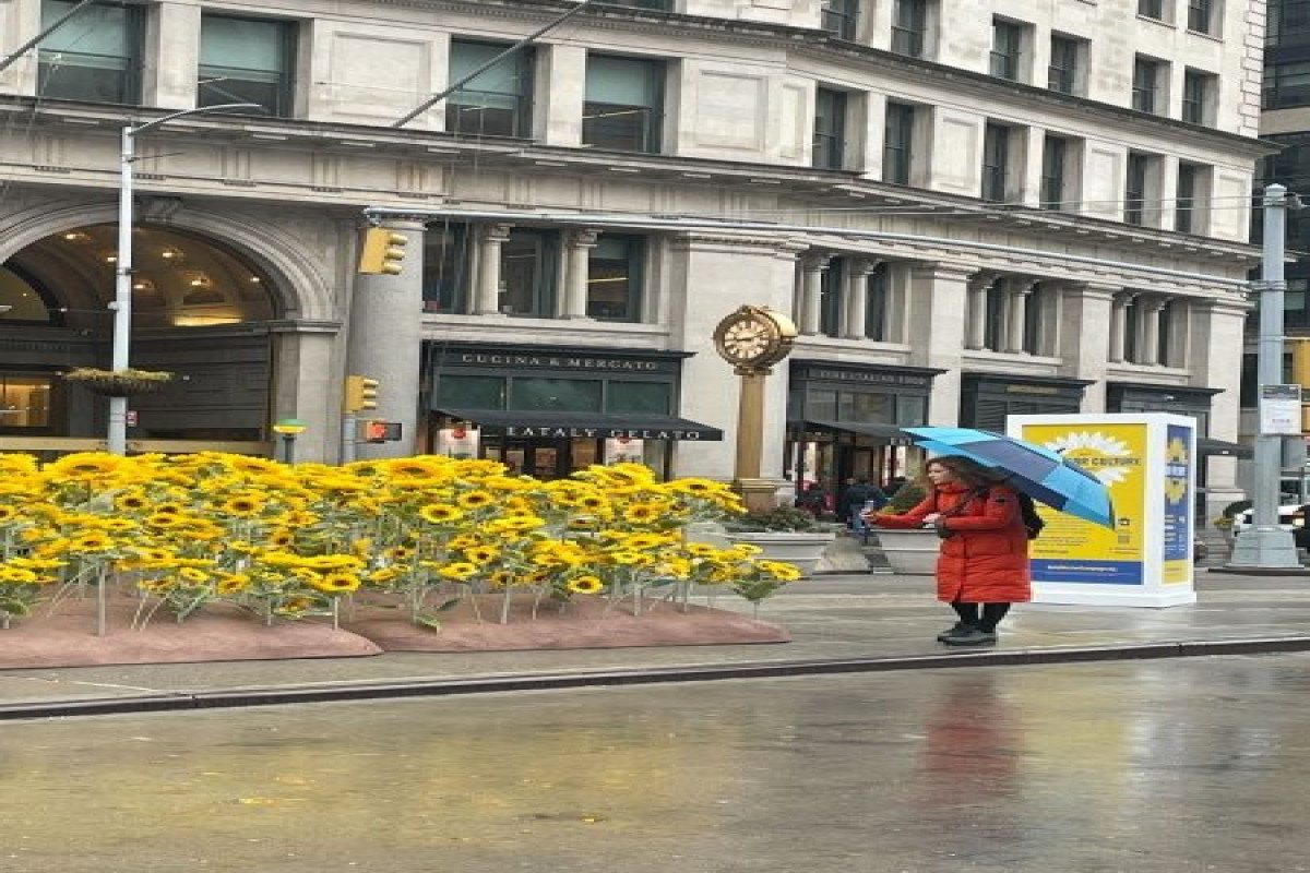 В Нью-Йорке высадили сотни подсолнухов в поддержку Украины-ФОТО -ВИДЕО 