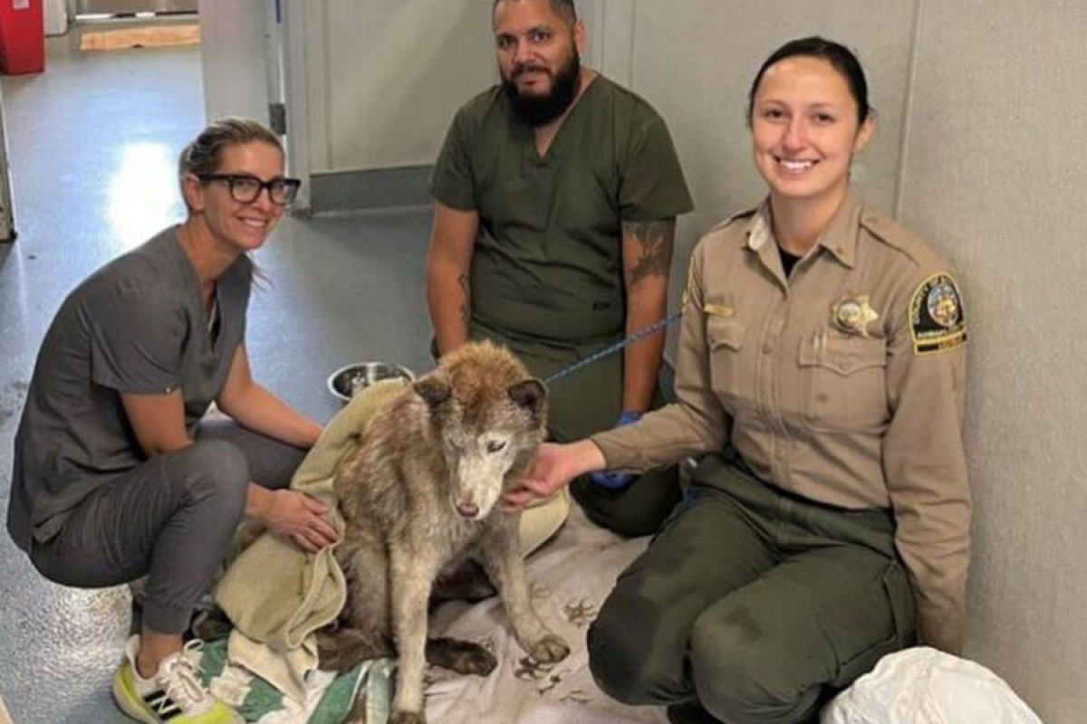 В Сан-Диего спасли собаку из нефтяной скважины