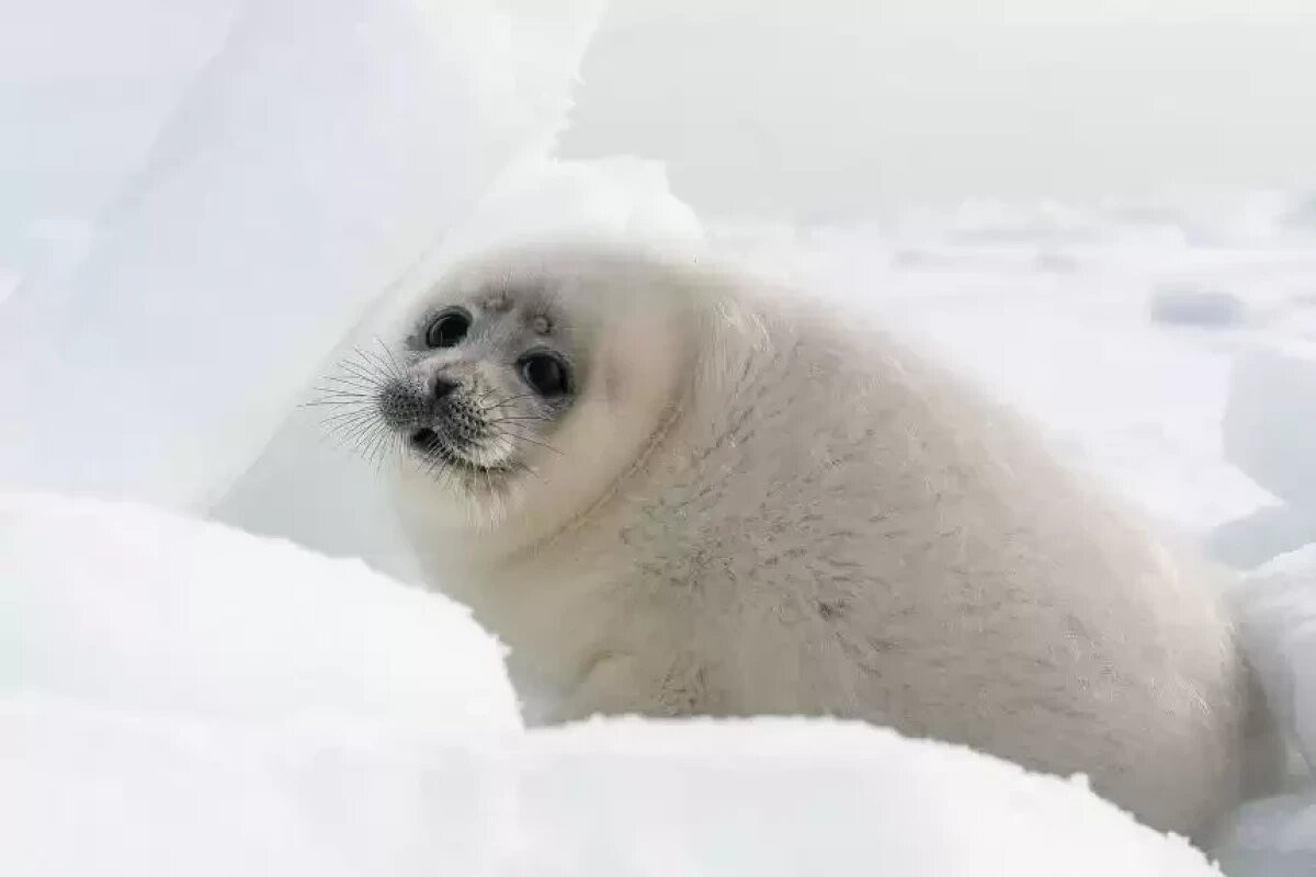 Казахстанские экологи выиграли международный грант для реабилитации каспийских тюленей