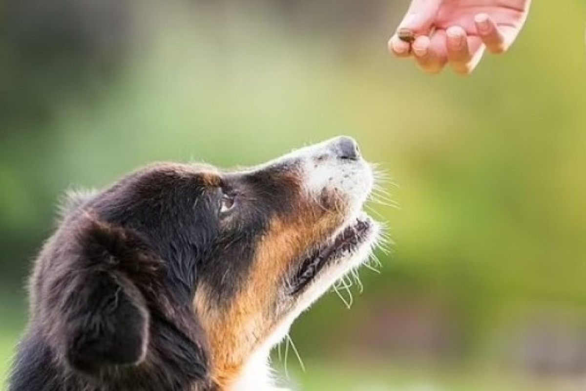 Собаки могут различать жестоких и неуклюжих людей - ИССЛЕДОВАНИЕ 