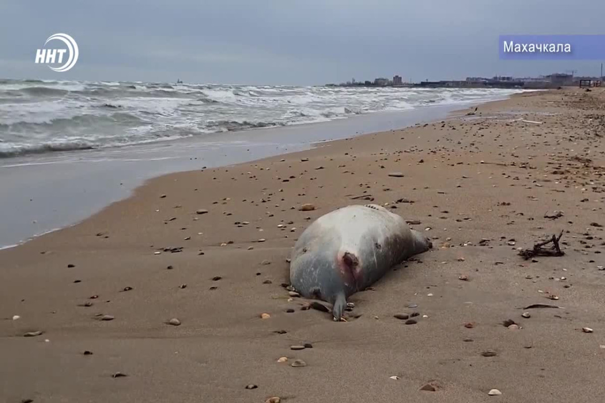 На берегу Каспийского моря вновь обнаружены тела краснокнижных тюленей-ВИДЕО 