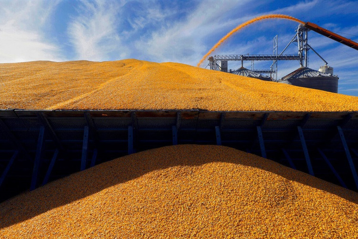 Зерно раздора: вырастут ли цены на пшеницу после выхода России из сделки?