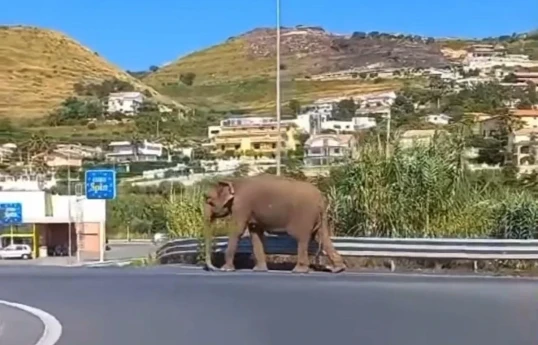 Прикинуться обычным туристом слону не удалось-ФОТО 