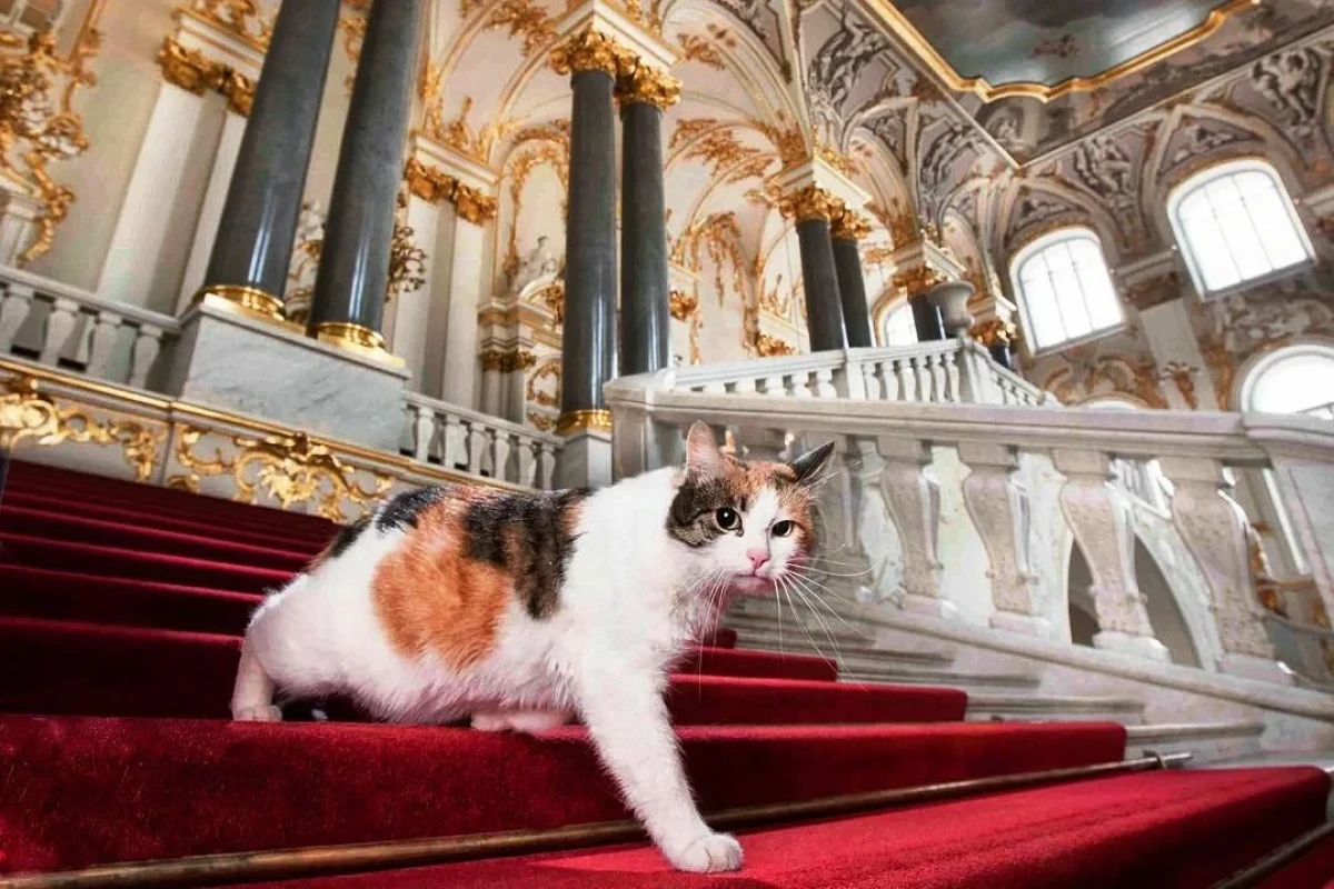 В Санкт-Петербурге застраховали здоровье эрмитажных котов