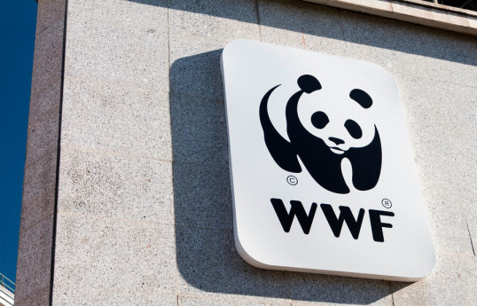 Российский Всемирный фонд природы прекратил отношения с WWF