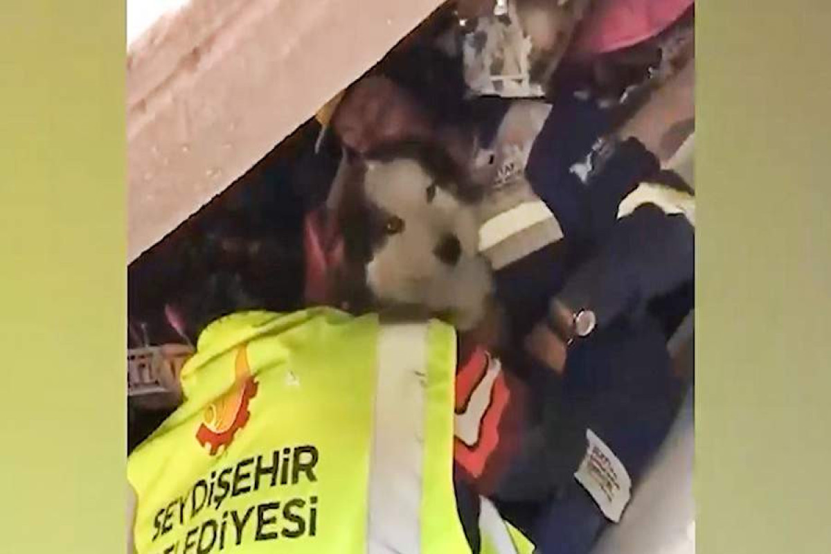 В Турции из-под завалов достали собаку спустя 22 дня после землетрясения-ФОТО -ВИДЕО 
