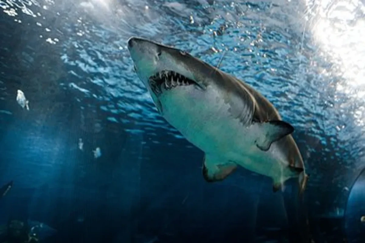 Останки мужчины нашли в желудке у акулы через восемь дней после его исчезновения