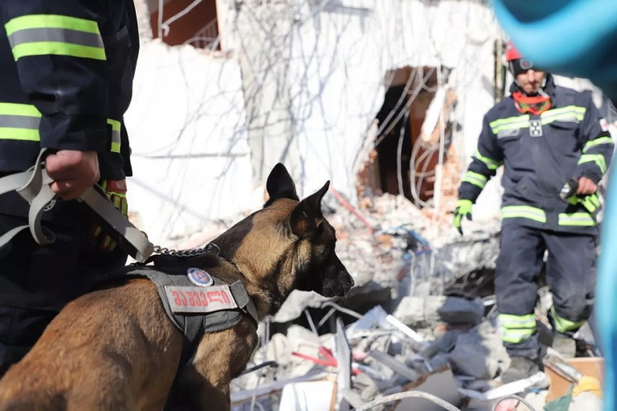 Грузинский пес-спасатель "Тинто" получил медаль за работу в Турции