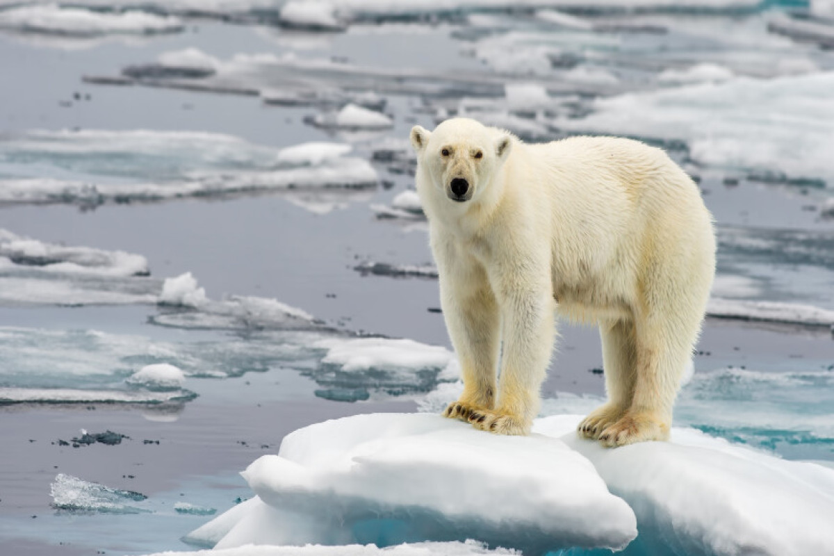 В Енисейском заливе белый медведь пытался выпросить еду у команды ледокола-ВИДЕО 