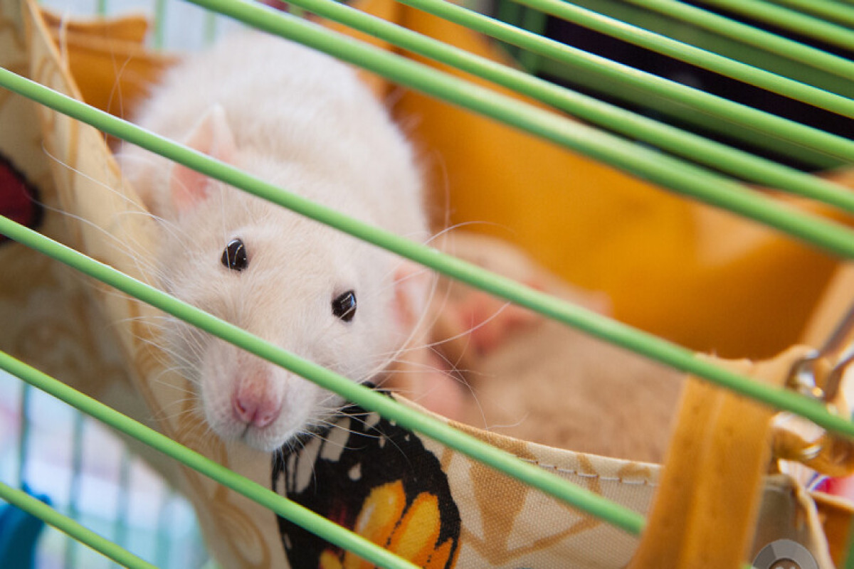 Китайские ученые вырастили у мышей рога с помощью стволовых клеток