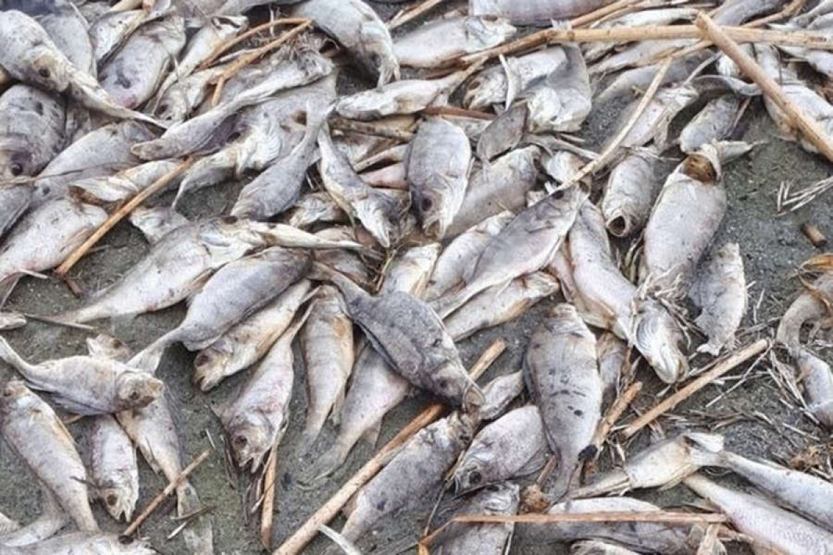 Тонны мертвой рыбы оказались выброшены на берег в Австралии из-за аномальной жары